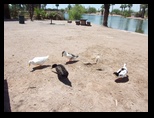 2012_05_01_papago_park_sk_0028.jpg