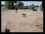 Mean Goose in Papago