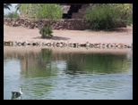 2012_05_01_papago_park_sk_0041.jpg