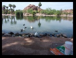 2012_05_01_papago_park_sk_0047.jpg