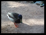 Mallard Duck