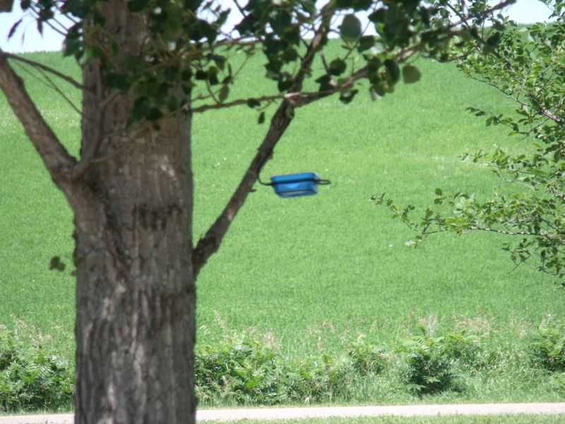 Blue Bird worm feeder