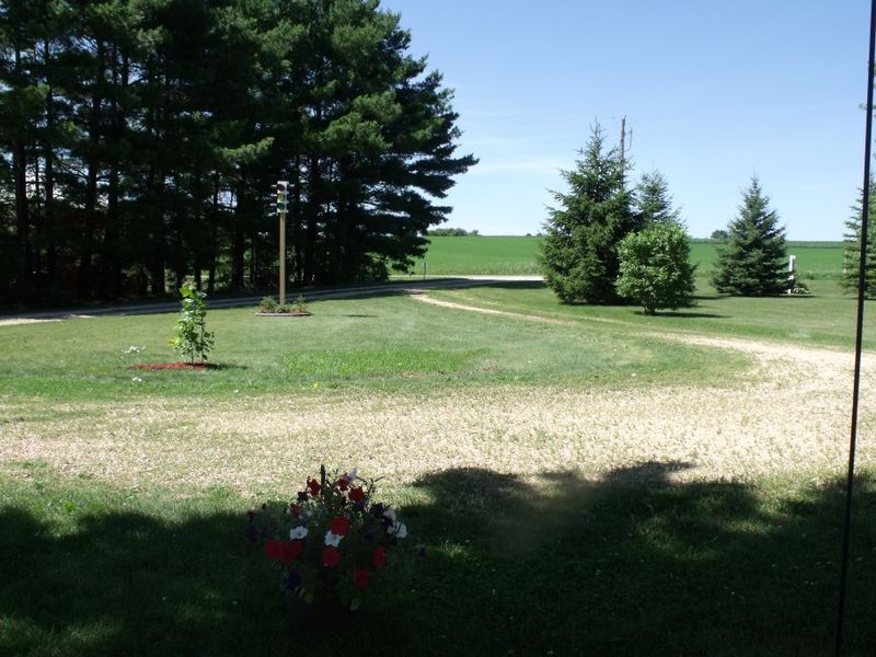 Petunias Popple and stop