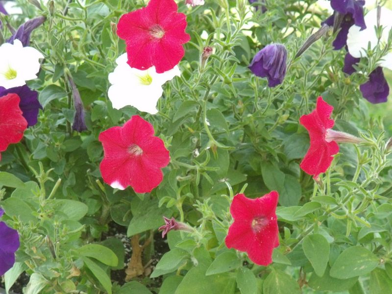 New Petunias