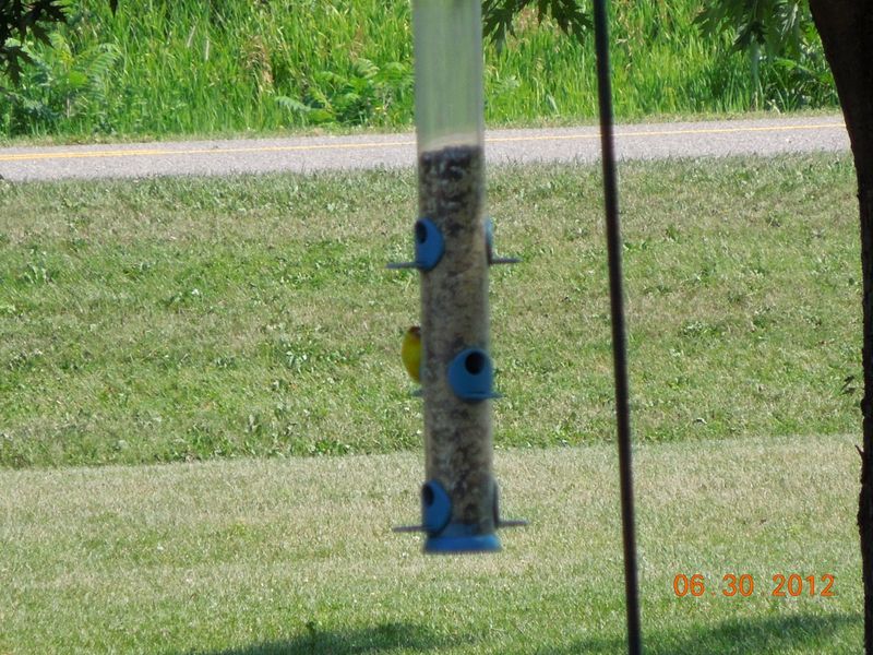 Bird Feeded with Sherris New Camera