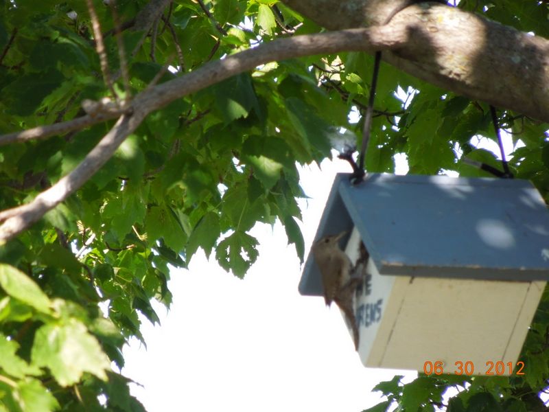 Sherri's Wren above the Picnic Table