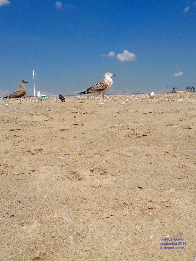 2014_09_18_beach_k_iphone_0033.jpg (large)