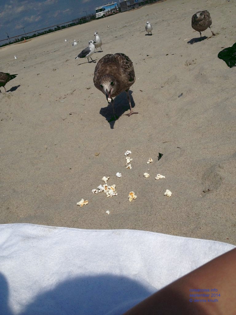 2014_09_18_beach_k_iphone_0045.jpg (large)