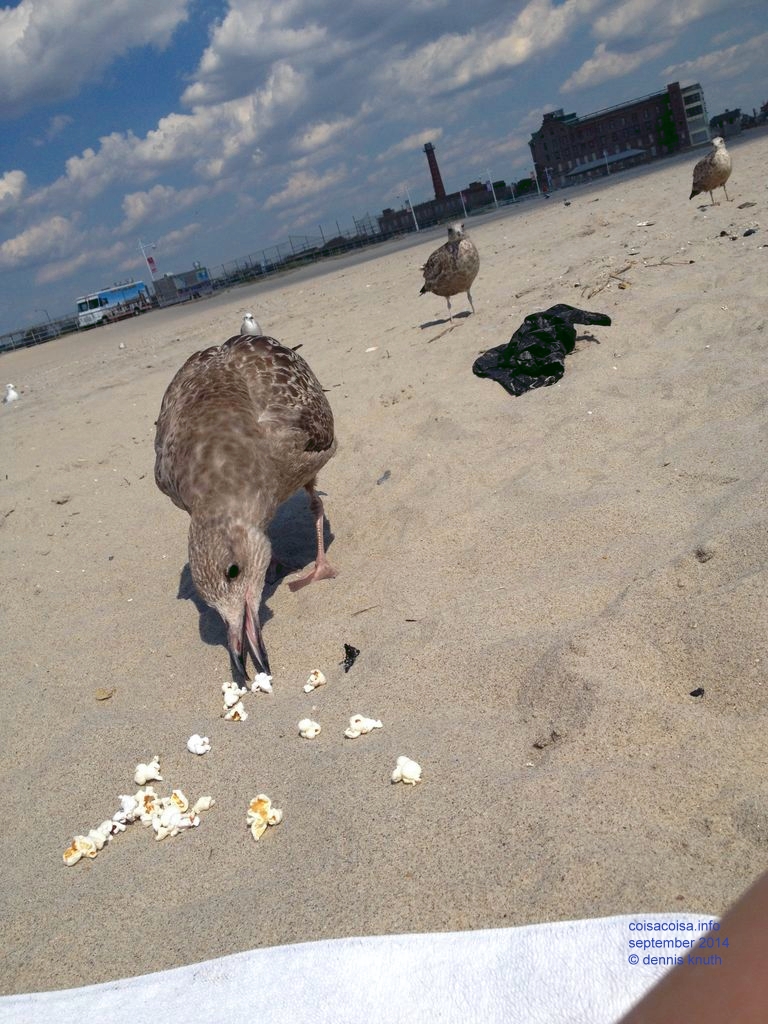 2014_09_18_beach_k_iphone_0046.jpg (large)