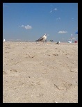 Suspicious seagull