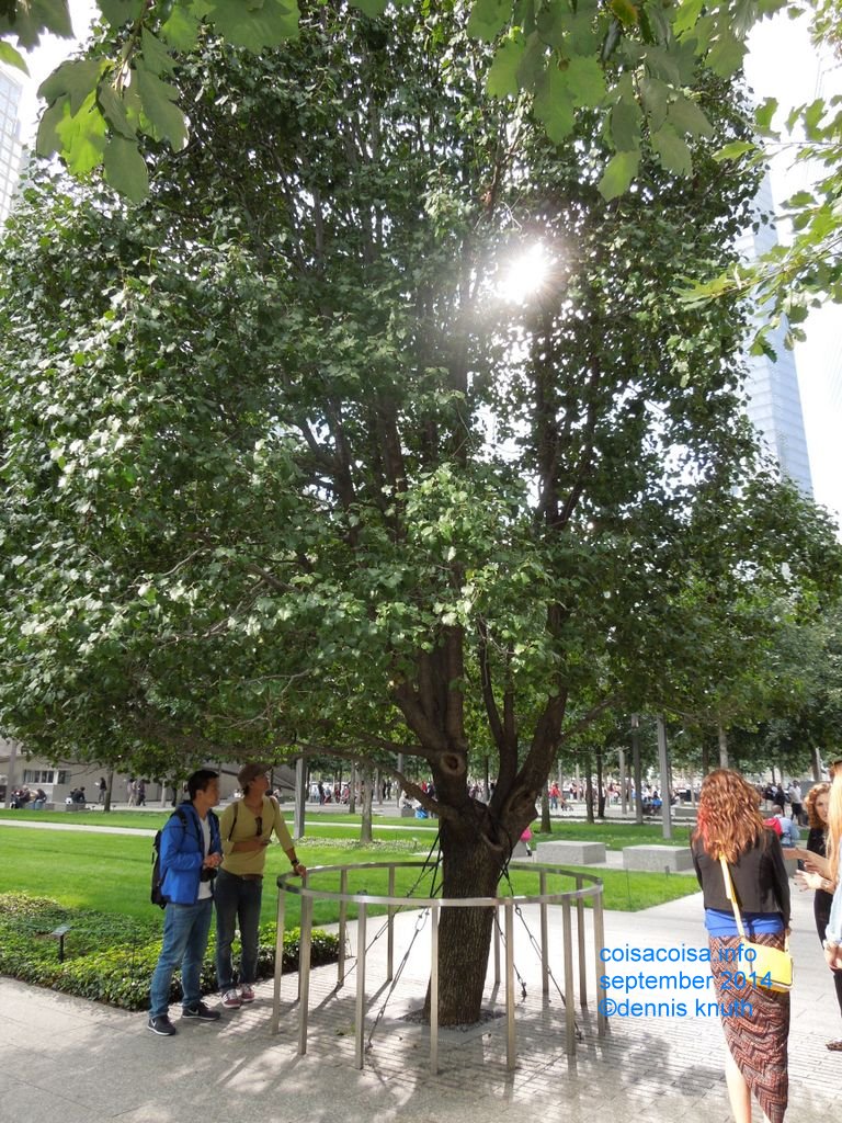 Ligth streams through the trees at Ground Zero