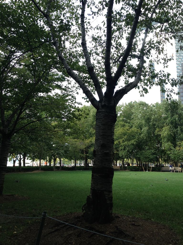 2014_09_20_k_iphone_trade_100.jpg (large)