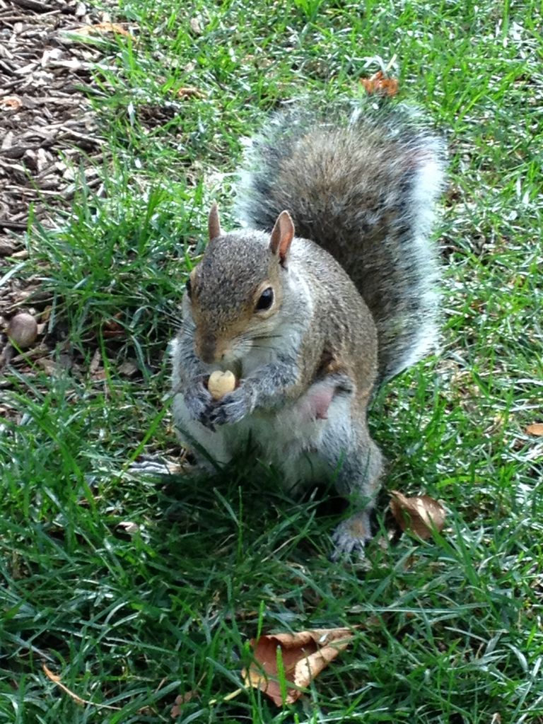 2014_09_20_s_iphone_trade_018.jpg (large)