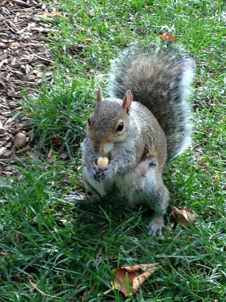 2014_09_20_s_iphone_trade_019.jpg (large)