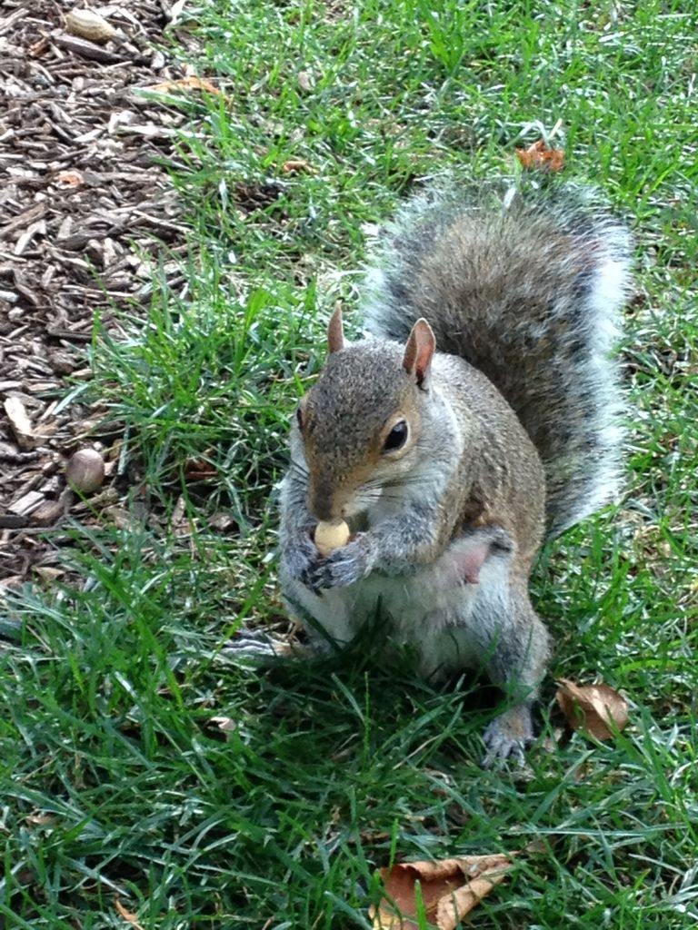 2014_09_20_s_iphone_trade_020.jpg (large)