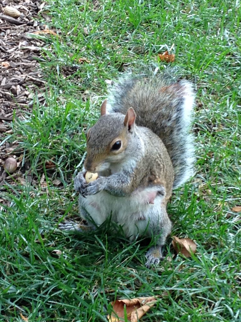 2014_09_20_s_iphone_trade_021.jpg (large)