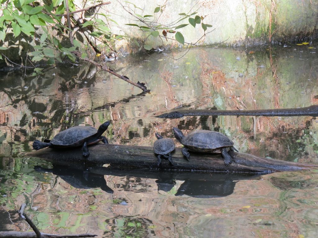 2014_09_22_central_park_0007.jpg (large)