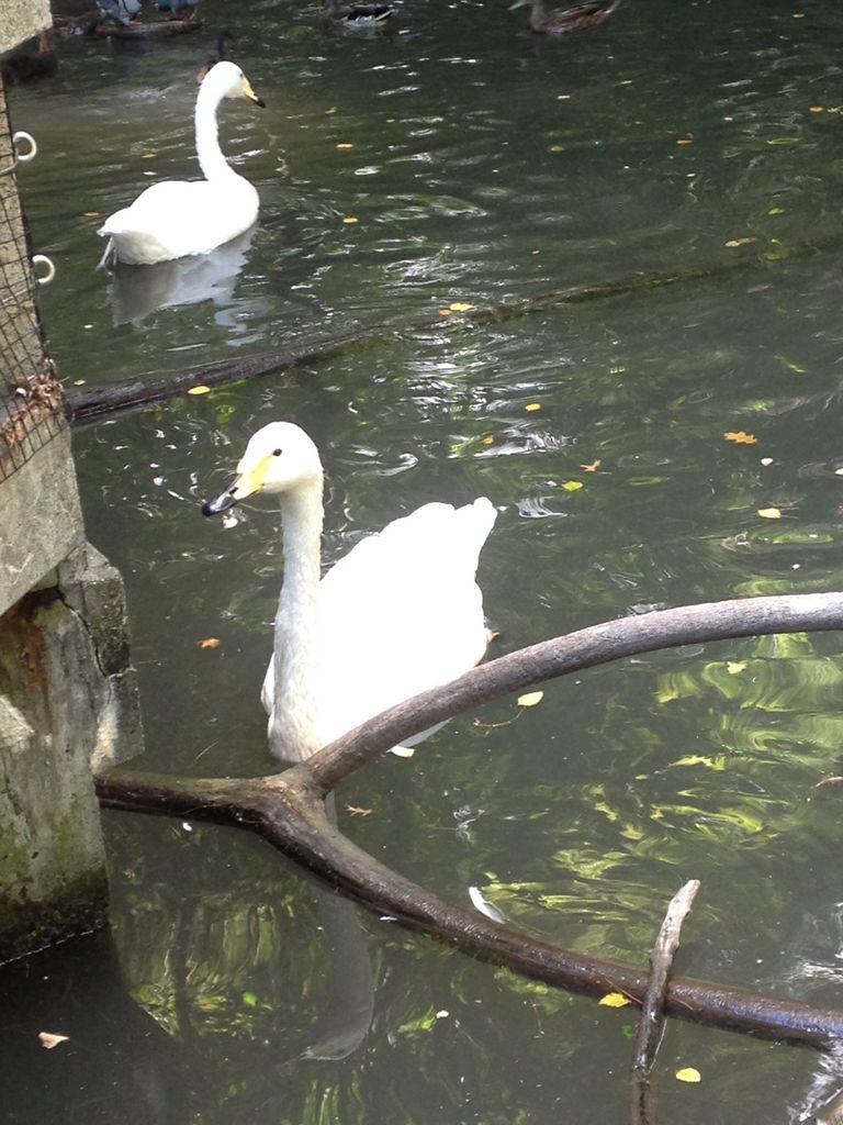 2014_09_22_k_iphone_central_prk_161.jpg (large)