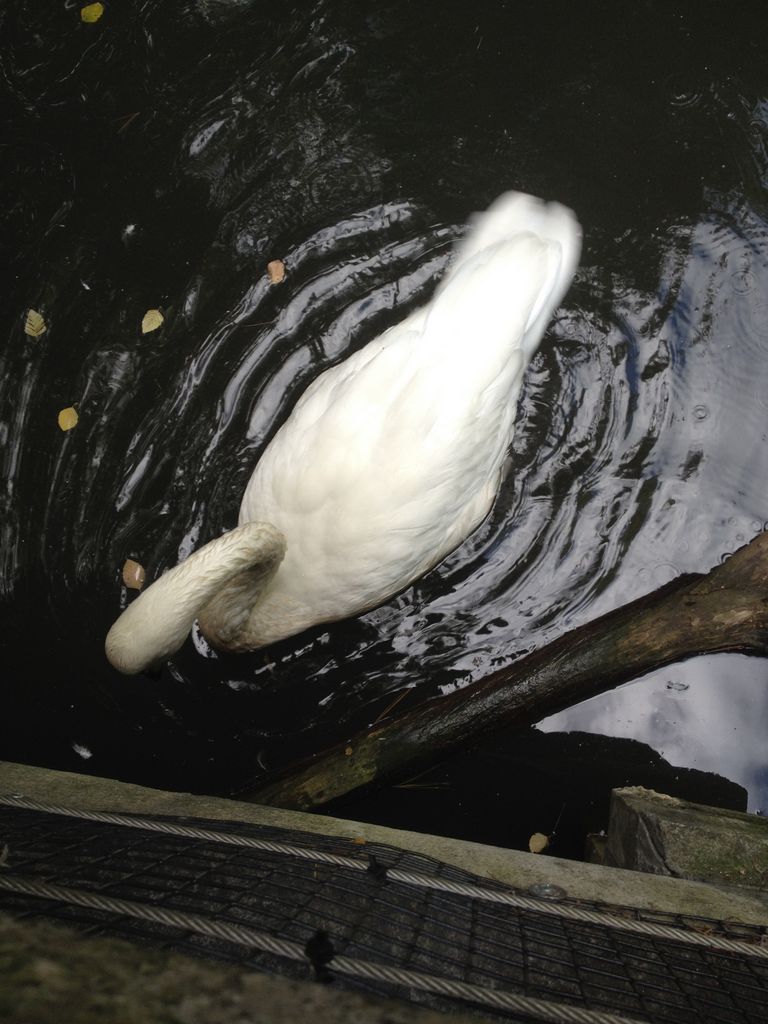 2014_09_22_k_iphone_central_prk_162.jpg (large)