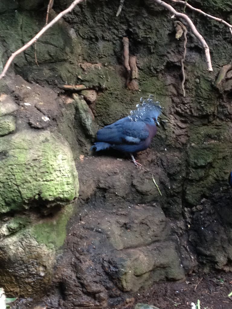 2014_09_22_k_iphone_central_prk_168.jpg (large)