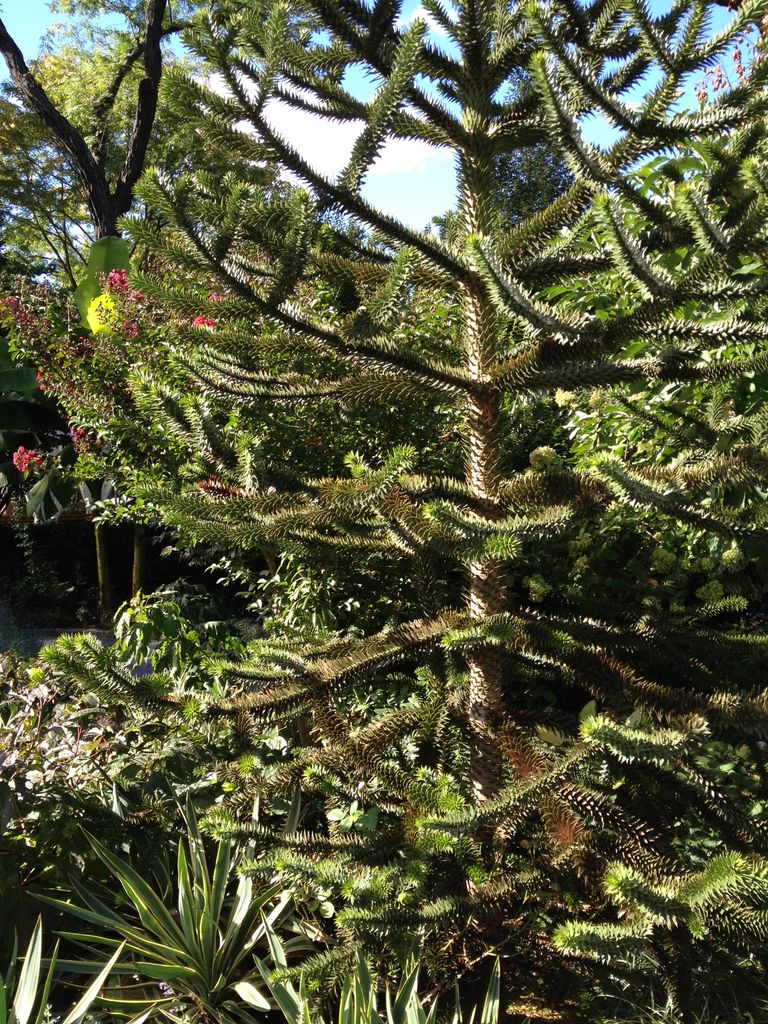 A pine tree in Central Park 2014