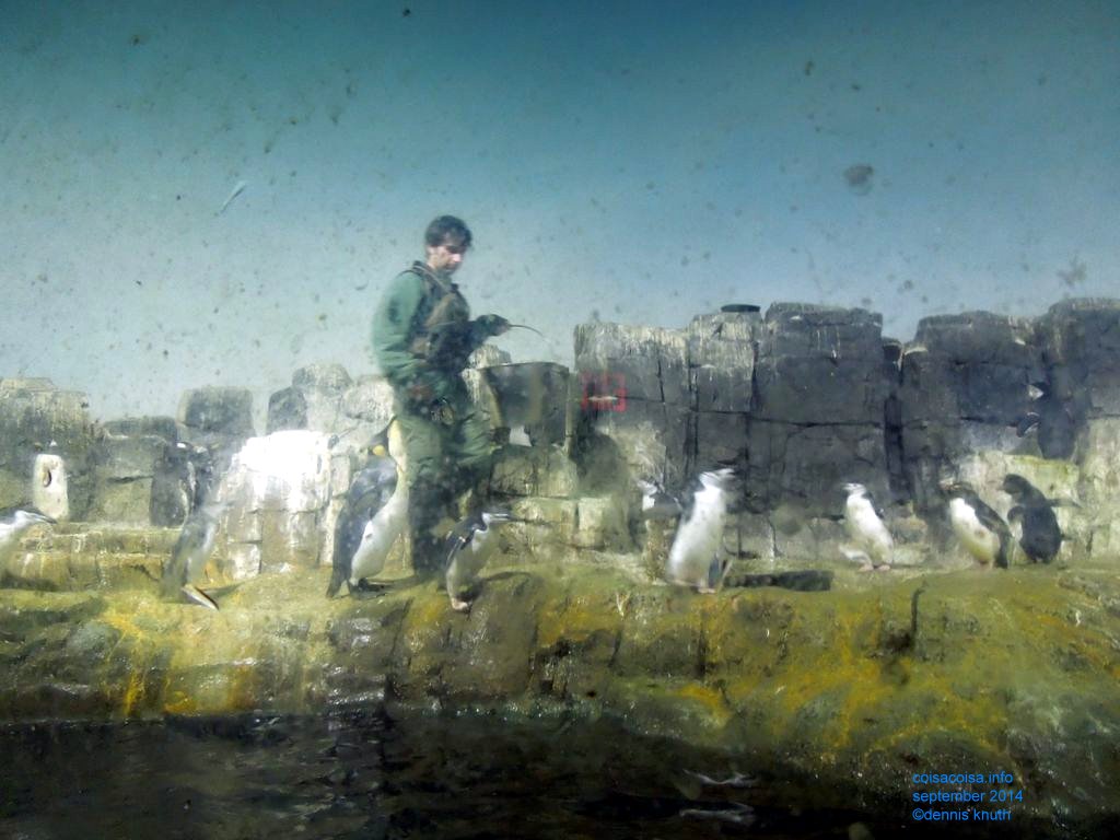 Watching Penguin Feeders at the Central Park Zoo