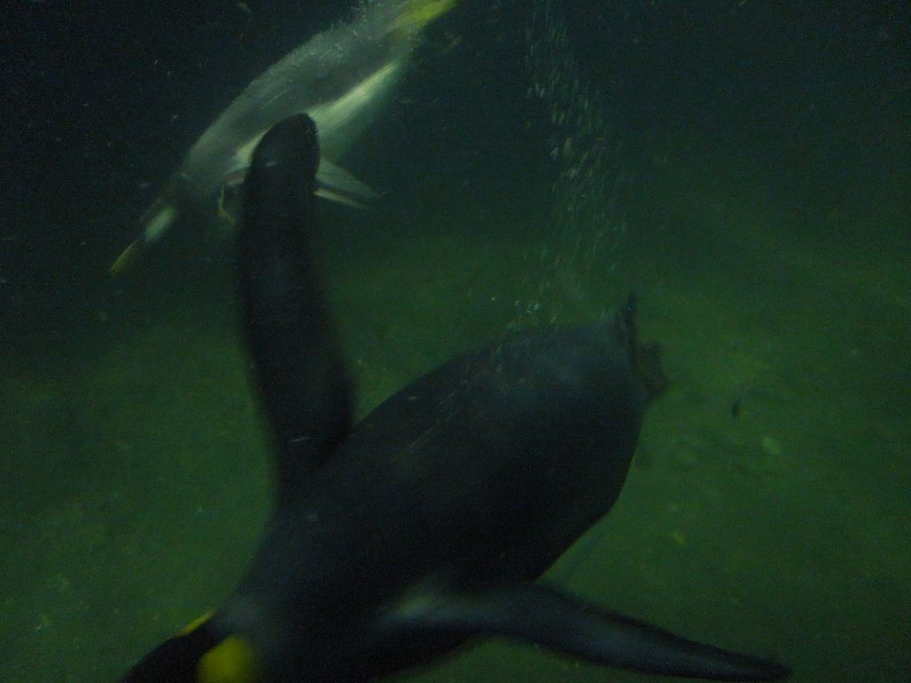 Penquin in Central Park Zoo