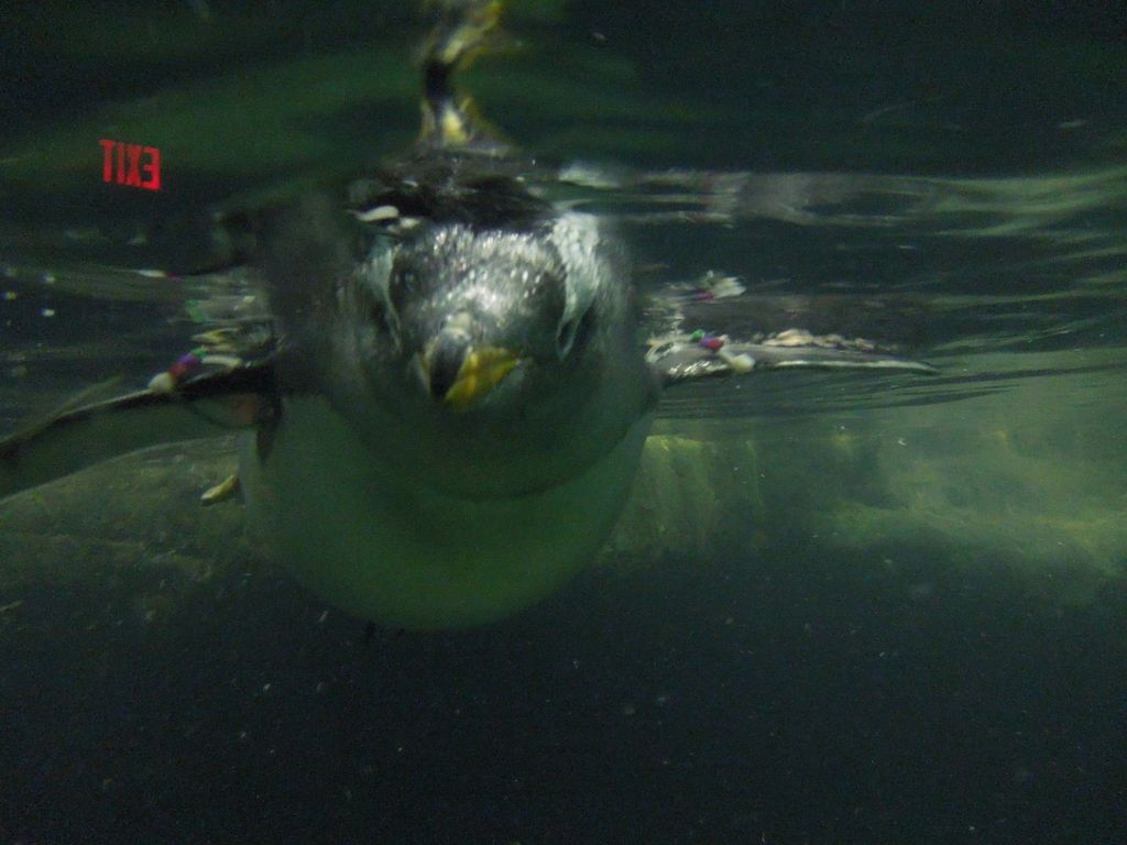 2014_09_22_zoo_0023.jpg (large)