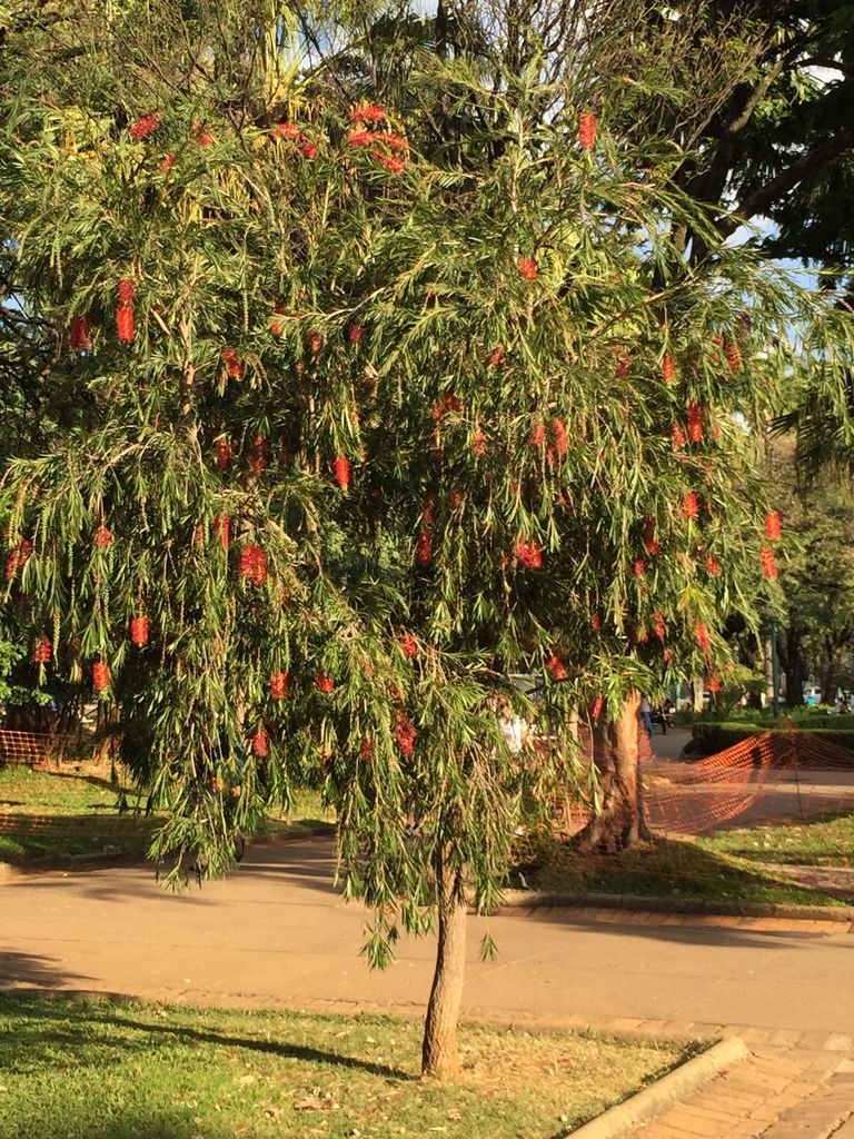 Freedom Square flowering tree