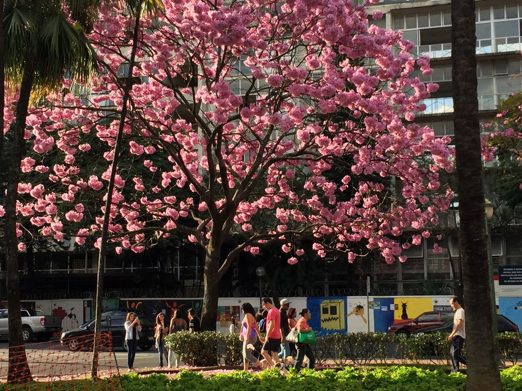 A Tree in Liberty Square