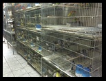 Birds for at the Central Market in Belo