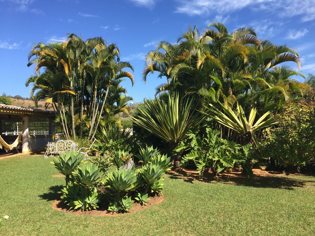 Stand of Palm Trees in Oliveira