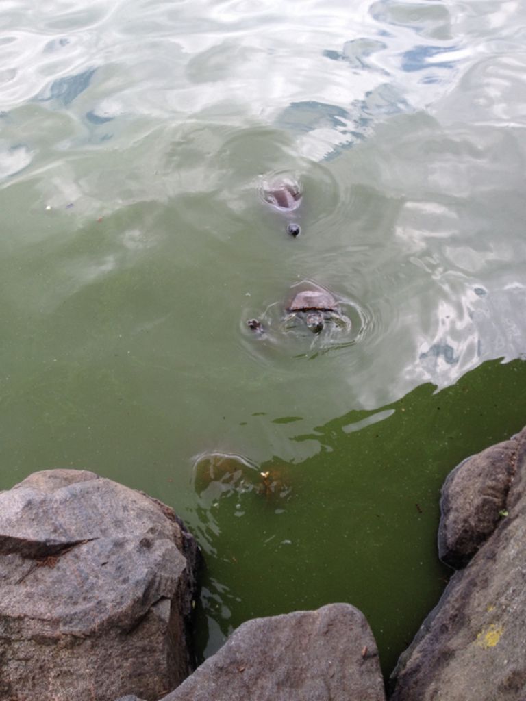 Central Park Turtles Beg for food