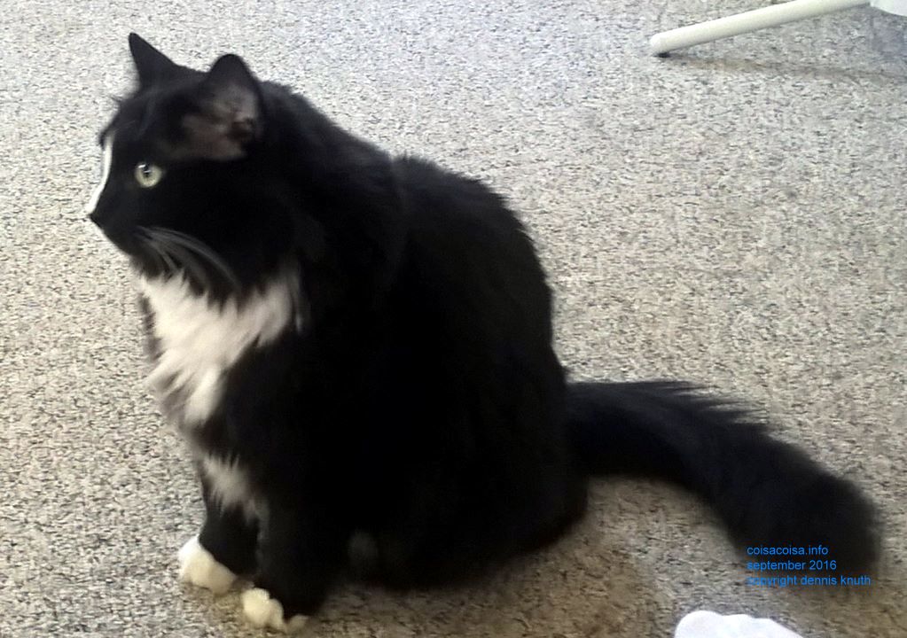 Sherri's Cat is named Spec