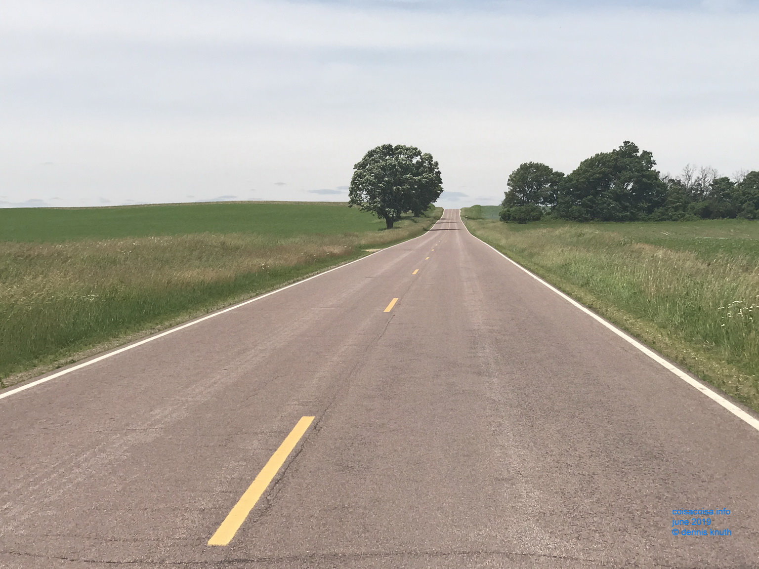 Oak Trees down a country road in Wisconsin