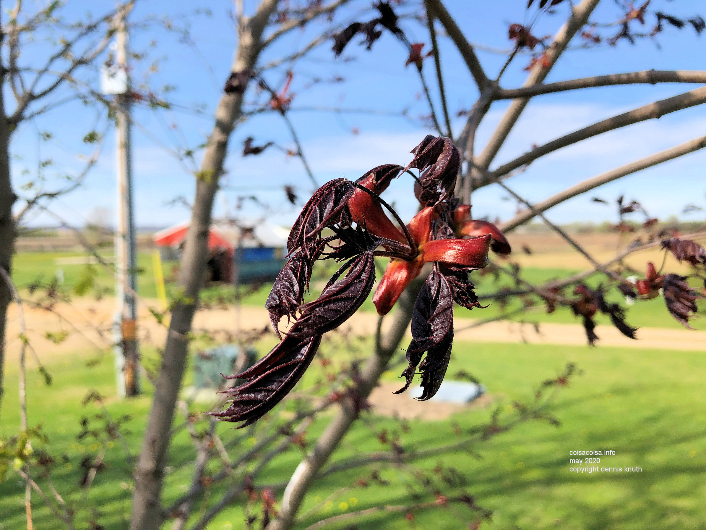 Red mable bloom in Durand Wisconsin
