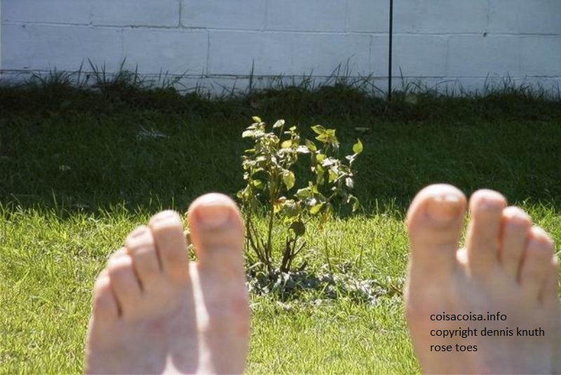 Rose Toes Knows Tows and Feet