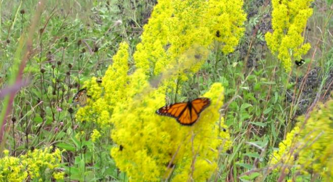 Monarch Butterflies and Honey Bees